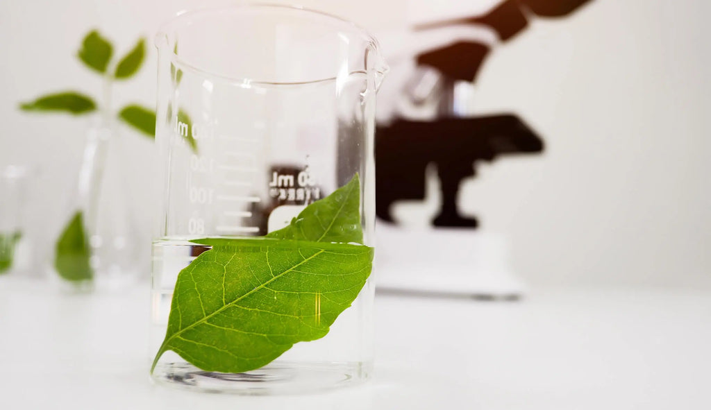La ciencia detrás de los beneficios del té verde para la piel